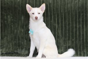 Ezekiel - Pomsky for sale