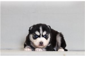 Chase - Pomsky for sale