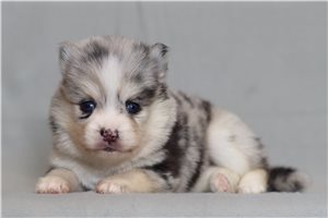 Queen - Pomsky for sale