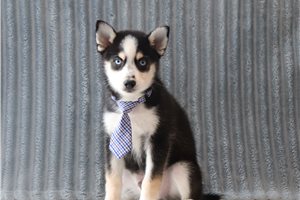 Otis - Pomsky for sale