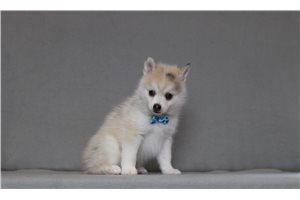 Zane - Pomsky for sale
