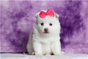 Mallory - Pomsky for sale