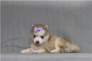 Agatha - Pomsky for sale