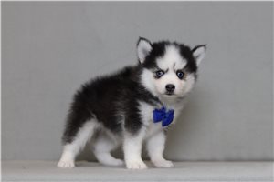 Yeats - Pomsky for sale