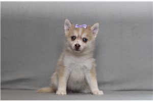 Aggy - Pomsky for sale