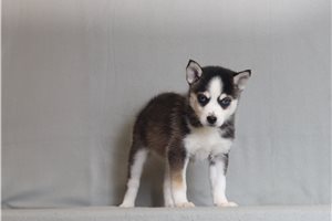 Otto - Pomsky for sale