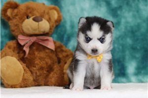 Oliver - Pomsky for sale