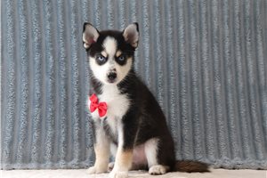 Otis - Pomsky for sale