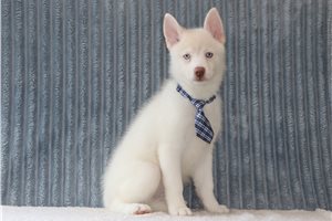 Everett - Pomsky for sale