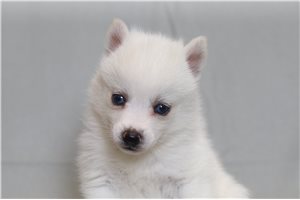 Rachel - Pomsky for sale