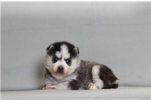 Caroline - Pomsky for sale