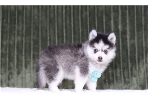 Falstaff - Pomsky for sale