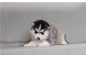 Winifred - Pomsky for sale