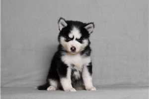 Gigi - Pomsky for sale