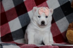 Bella - Pomsky for sale