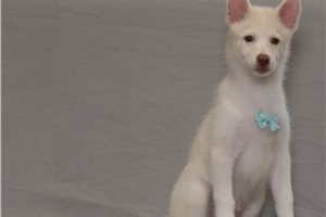 Ewan - Pomsky for sale