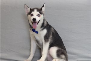 Oliver - Pomsky for sale