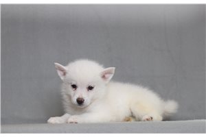 Radar - Pomsky for sale