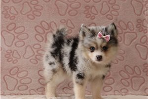 Queen - Pomsky for sale