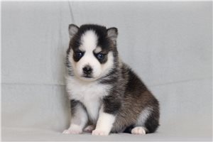 Otto - Pomsky for sale