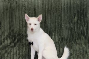 Ewan - Pomsky for sale