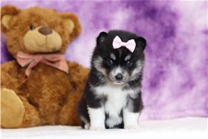 Oakley - Pomsky for sale