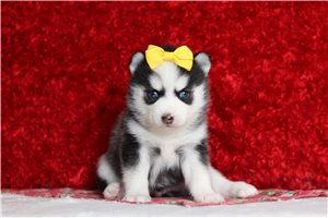 Cali - Pomsky for sale