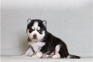 Grady - Pomsky for sale