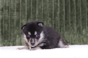 Fabio - Pomsky for sale
