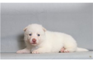 Evander - Pomsky for sale