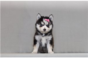 Yuna - Pomsky for sale