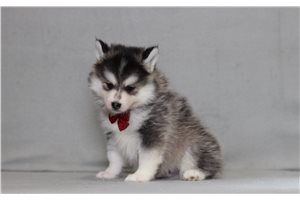 Alden - Pomsky for sale