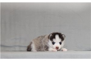 Yenko - Pomsky for sale