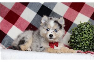 Heath - Pomsky for sale