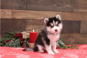 Fiona - Pomsky for sale
