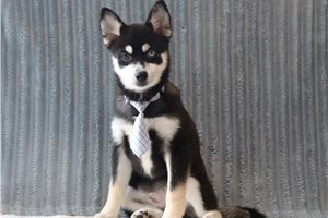 Owen - Pomsky for sale