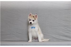 Zane - Pomsky for sale