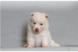 Ewan - Pomsky for sale