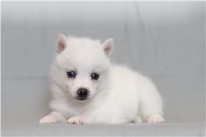 Rachel - Pomsky for sale
