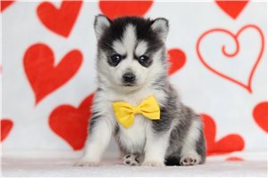 Kaleb - Pomsky for sale