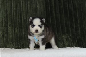 Farley - Pomsky for sale