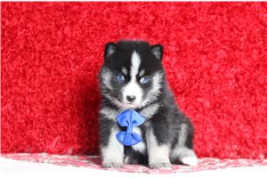 Cecil - Pomsky for sale