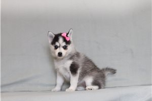 Caroline - Pomsky for sale