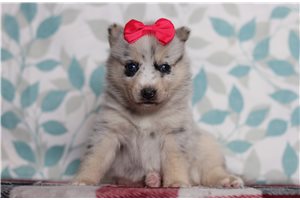 Heather - Pomsky for sale
