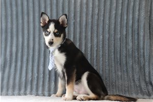 Otis - Pomsky for sale