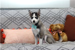 Otto - Pomsky for sale