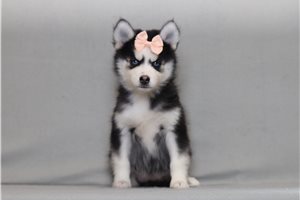 Gigi - Pomsky for sale