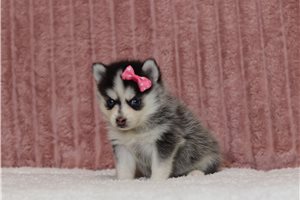 Febe - Pomsky for sale