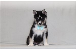 Nico - Pomsky for sale