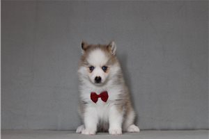 Zack - Pomsky for sale